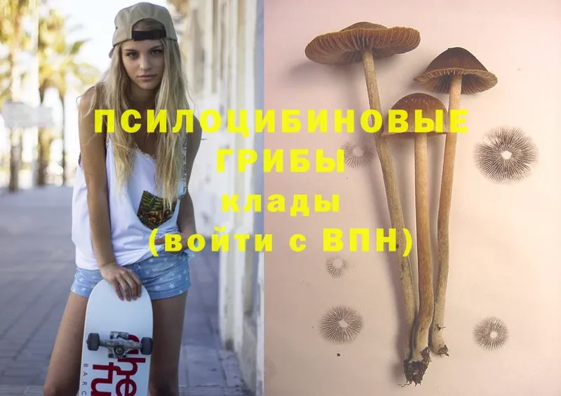 Псилоцибиновые грибы Psilocybe  сколько стоит  ссылка на мегу рабочий сайт  Тайшет 